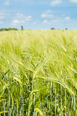 Image showing young wheat on farm land 