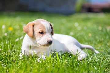 Image showing Mixed-breed cute little puppy on grass.