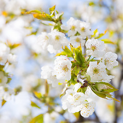 Image showing Blooming branch of the fruit tree