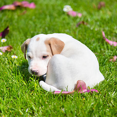 Image showing Mixed-breed cute little puppy on grass.