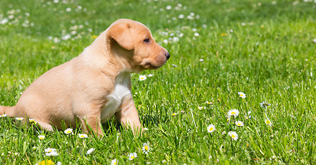 Image showing Mixed-breed cute little puppy on grass.