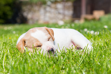 Image showing Mixed-breed cute little puppy on grass.