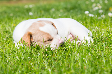 Image showing Mixed-breed cute little puppy on grass.