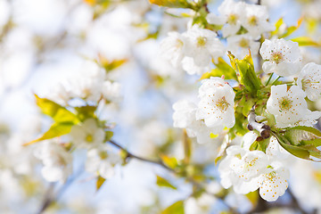 Image showing Blooming branch of the fruit tree