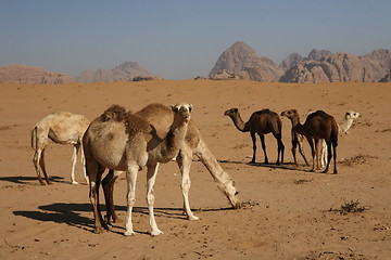 Image showing ASIA MIDDLE EAST JORDAN WADI RUM