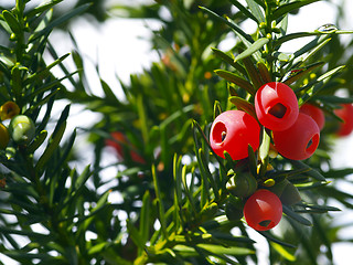 Image showing yew tree