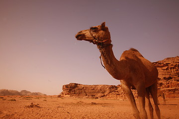 Image showing ASIA MIDDLE EAST JORDAN WADI RUM