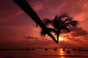 Image showing ASIA THAILAND KO TAO