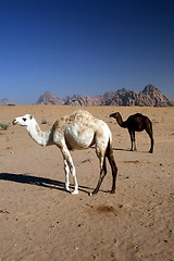 Image showing ASIA MIDDLE EAST JORDAN WADI RUM