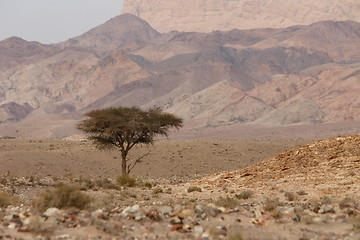 Image showing ASIA MIDDLE EAST JORDAN 