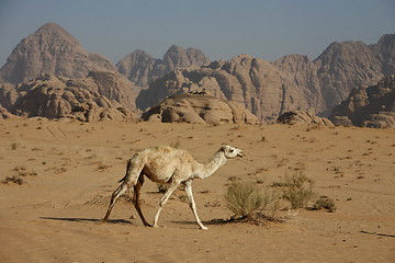 Image showing ASIA MIDDLE EAST JORDAN WADI RUM