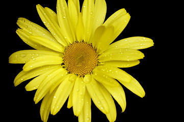 Image showing yellow