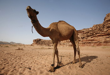 Image showing ASIA MIDDLE EAST JORDAN WADI RUM