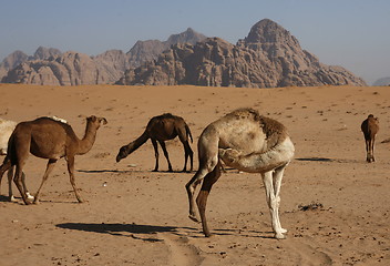 Image showing ASIA MIDDLE EAST JORDAN WADI RUM