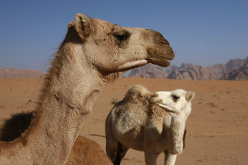 Image showing ASIA MIDDLE EAST JORDAN WADI RUM