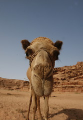 Image showing ASIA MIDDLE EAST JORDAN WADI RUM