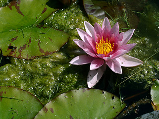 Image showing waterlily