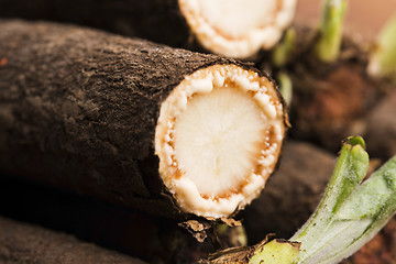 Image showing salsify vegetables on wood 