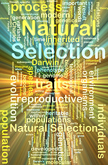 Image showing natural selection wordcloud concept illustration glowing