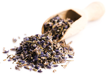 Image showing Lavender Herb Bud Flower tea Heap pile surface top view isolated