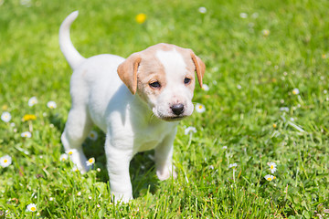 Image showing Mixed-breed cute little puppy on grass.