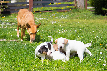Image showing Mixed-breed cute little dog family.