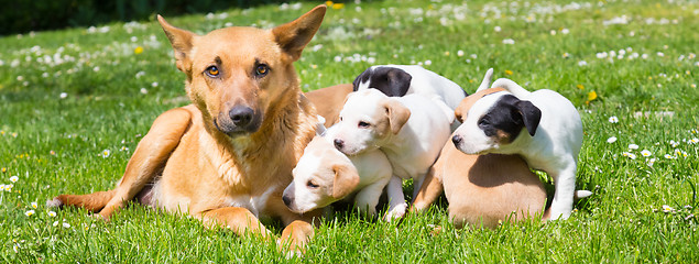 Image showing Mixed-breed cute little dog family.