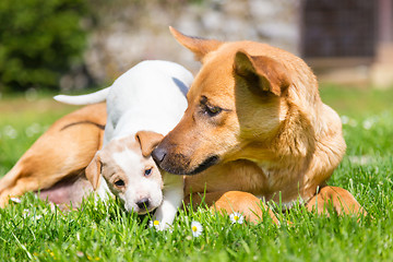 Image showing Mixed-breed cute little dog family.