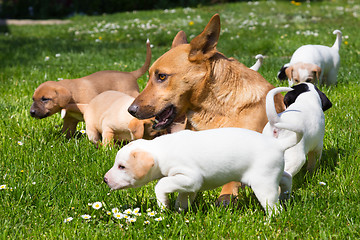 Image showing Mixed-breed cute little dog family.