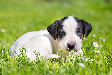 Image showing Mixed-breed cute little puppy on grass.