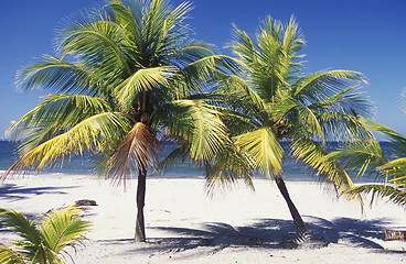 Image showing LATIN AMERICA HONDURAS CARIBIAN SEA