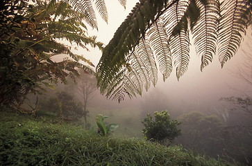 Image showing LATIN AMERICA HONDURAS COPAN