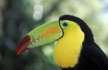 Image showing LATIN AMERICA HONDURAS COPAN