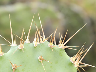 Image showing Cactus