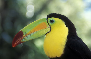 Image showing LATIN AMERICA HONDURAS COPAN