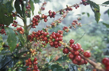 Image showing LATIN AMERICA HONDURAS COPAN