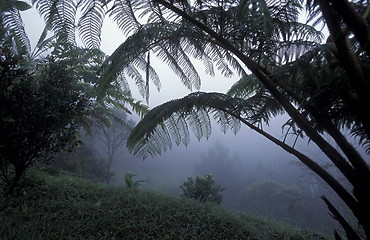 Image showing LATIN AMERICA HONDURAS COPAN