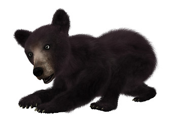 Image showing Black Bear Cub