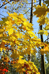 Image showing Branches of beautiful autumn trees