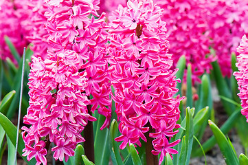 Image showing Macro shot of vibrant pink hyacinth