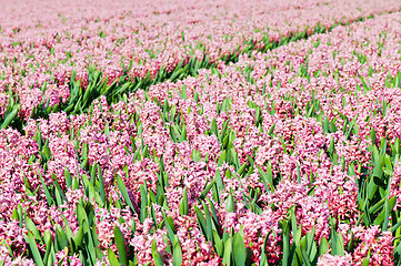 Image showing Field of pink hyacinths with red tulip