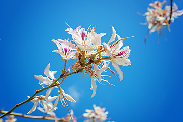 Image showing White flowers with pink over blue background