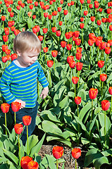Image showing Little boy running on tulips fields