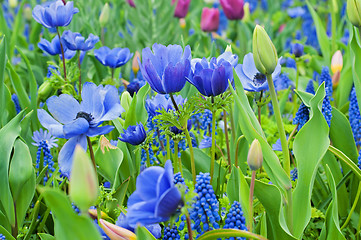 Image showing Blue anemone and other flowers