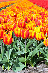 Image showing Spring field of red and striped tulips