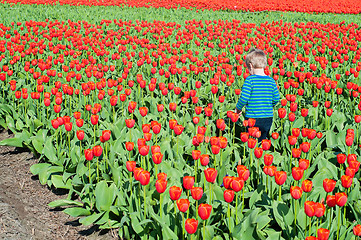 Image showing Small boy running on tulips field