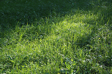 Image showing Green grass and sunlight