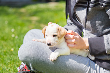 Image showing Mixed-breed cute little puppy in lap.