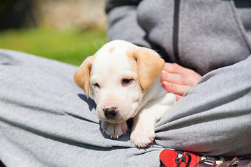 Image showing Mixed-breed cute little puppy in lap.