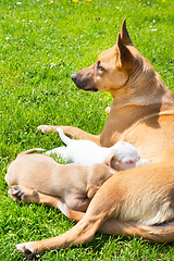 Image showing Mixed-breed cute little dog family.